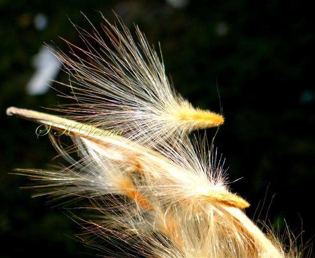   Seeds